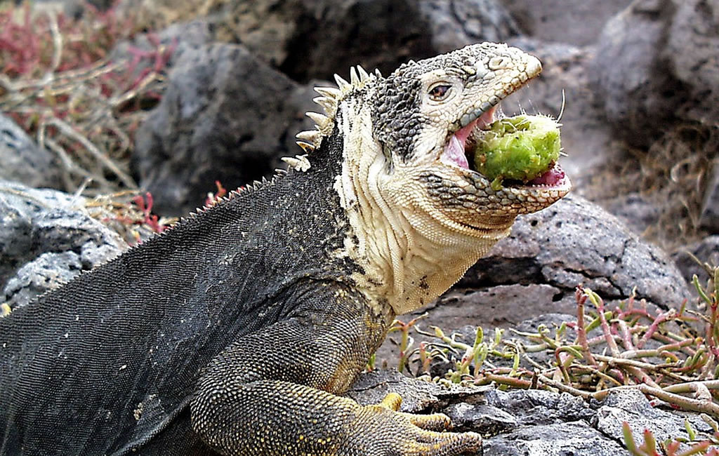 ECUI-0001 - Quito y Galápagos